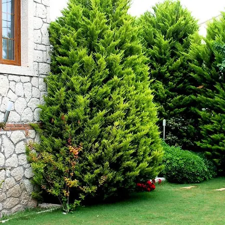 Hotel Bizim Ev (adults Only) Alaçatı